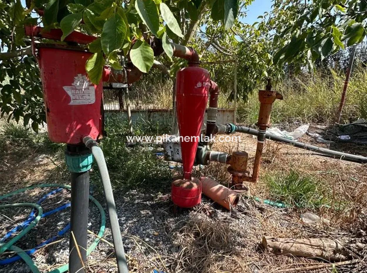 15 000 M2 Zitronengarten Zum Verkauf In Dalyan Eskiköy