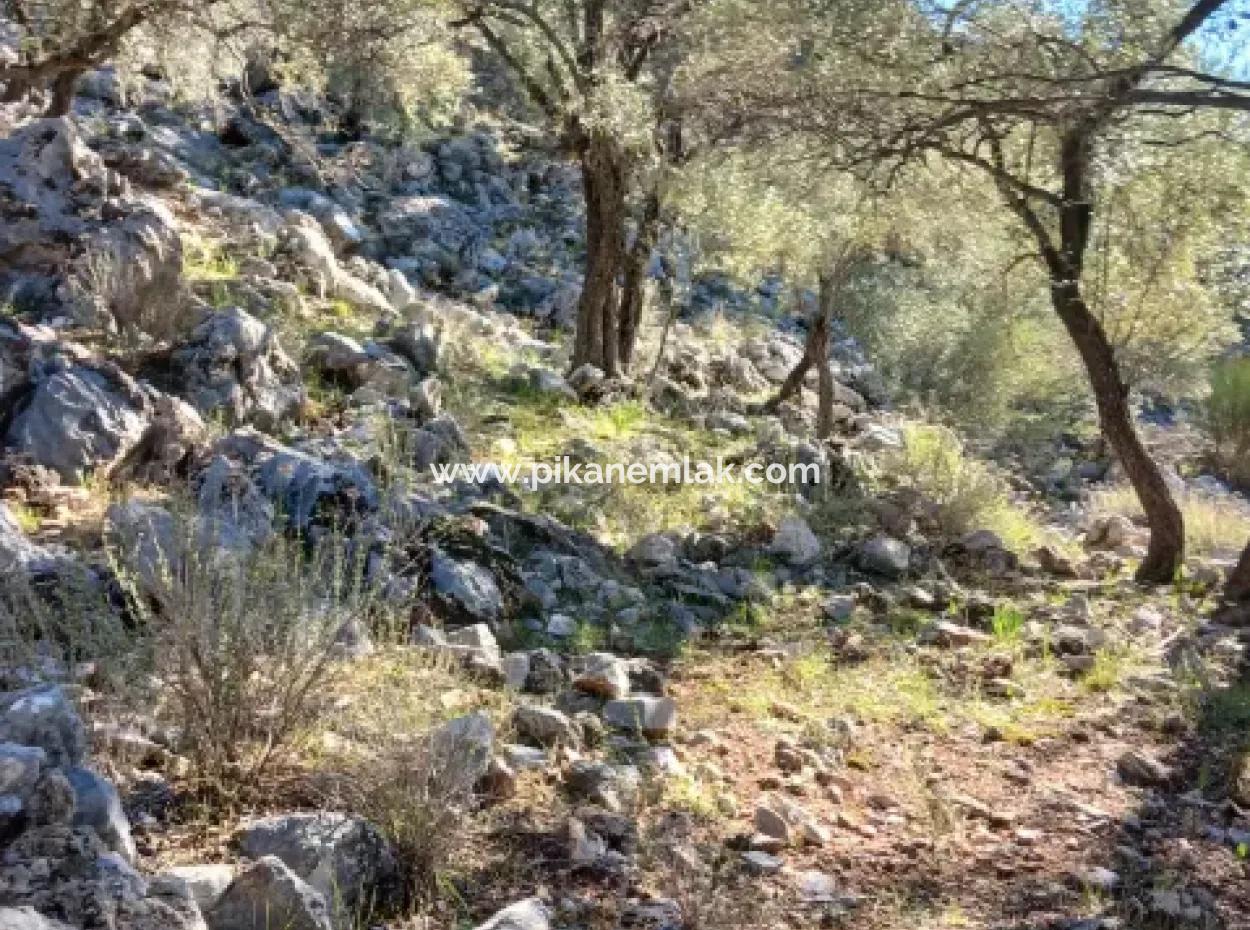 1 650 M2 Olivenhain Mit Meerblick Zum Verkauf In Köyceğiz Ekincik