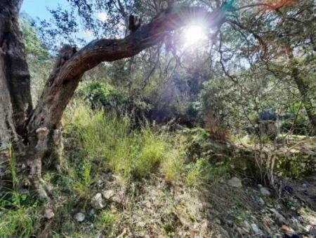 Ruiniertes Dorfhaus Aus Stein Zum Verkauf In Gökova Und Seinem Land