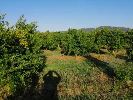 Garten Zum Verkauf In Oriya Tepearasi