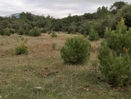 30949 M2 Fruchtbares Feld Zu Verkaufen In Mugla Dalaman Gürleyik