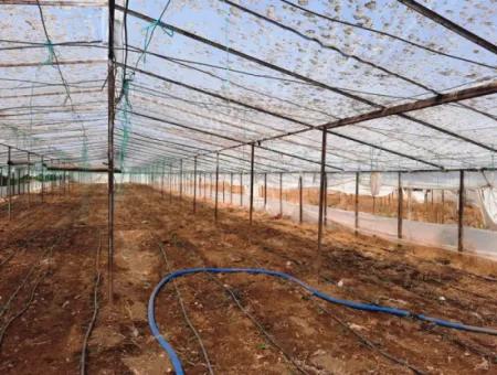 3100 M2 Grundstücke Und Gewächshaus In Muğla Ortaca Ekşiliyurt Zum Verkauf