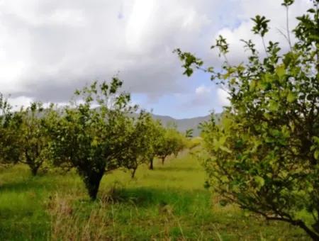 Ortaca Yerbelende Kelepir 1068 M2 Zoniertes Grundstück Zum Verkauf, Geeignet Zum Bauen Und Verkaufen