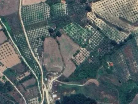 6350 M2 Feld Zum Verkauf In Muğla Menteşe Kafaca