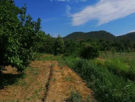 Bauernhof Zum Verkauf In Köyceğiz Beyoba Schnäppchen