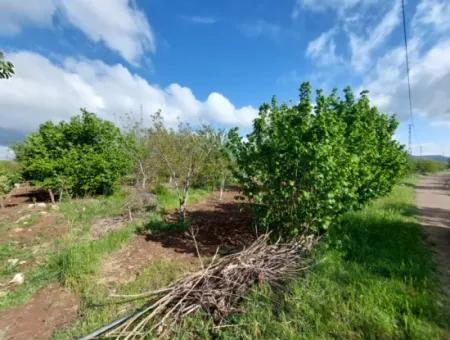 1000 M2 Grundstück In Çameli Kızılyaka, Zum Verkauf Oder Tausch Für 2 1 Wohnungen In Ortaca