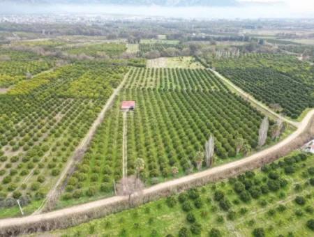 3 1 Dorfhaus Zum Verkauf In 17.000 M2 Orange Garden In Köyceğiz Toparlar