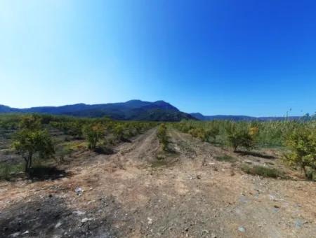 26.200 M2 Dorfweide Null Schnäppchenland Zum Verkauf In Dalyan