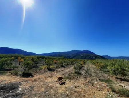 26.200 M2 Dorfweide Null Schnäppchenland Zum Verkauf In Dalyan