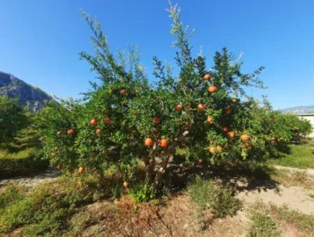 Muğla Dalyanda Gut Gepflegtes 35 000 M2 Land Zum Verkauf