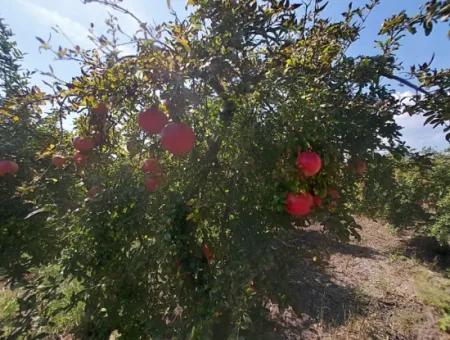 Muğla Dalyanda 5700 M2 Gepflegter Schnäppchen-Granatapfelgarten Zum Verkauf