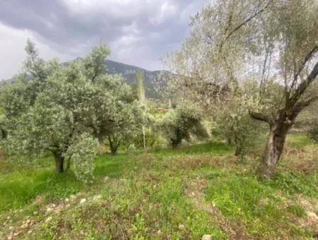 2442M2 Freistehender Olivenhain Zum Verkauf In Seydikemer Söğütlüdere, Muğla