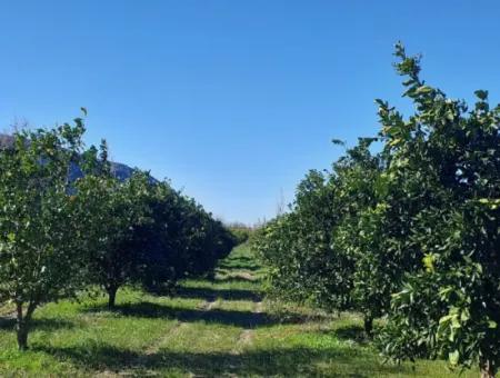 500 M2 Schnäppchenland Zum Verkauf In Muğla Archers