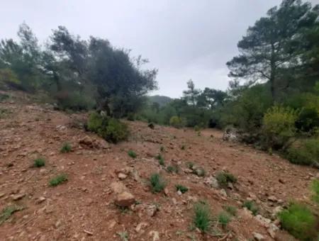 24.000 M2 Freistehendes Grundstück Zum Verkauf In Muğla Dalyan Gökbelde Natur