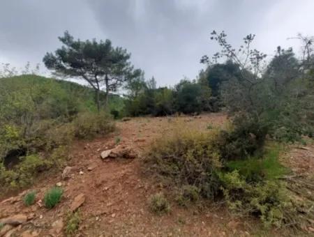 24.000 M2 Freistehendes Grundstück Zum Verkauf In Muğla Dalyan Gökbelde Natur