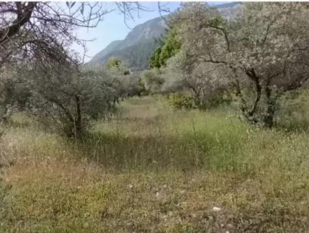 1272M2 Land Im Dorf Muğla Menteşe Yaraş Steht Zum Verkauf.   