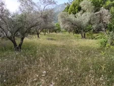 1272M2 Land Im Dorf Muğla Menteşe Yaraş Steht Zum Verkauf.   