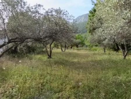 1228 M2 Grundstück Und Kargir Haus Zu Verkaufen In Muğla Menteşe Yaraş, Dorf In Dorf.   