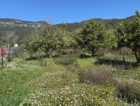 1000 M2 Grundstück Zum Verkauf In Köyceğiz Çandır