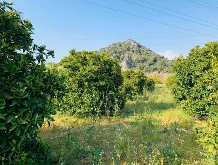 830 M2 Grundstück Zum Verkauf Schnäppchen In Dalyan