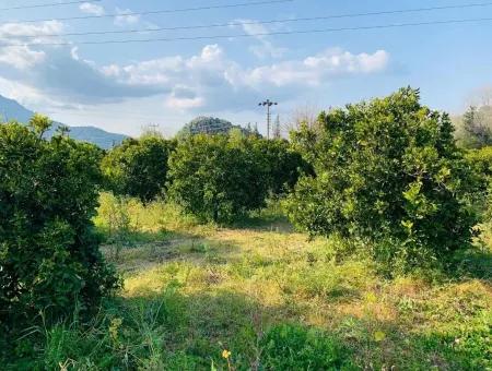 830 M2 Grundstück Zum Verkauf Schnäppchen In Dalyan