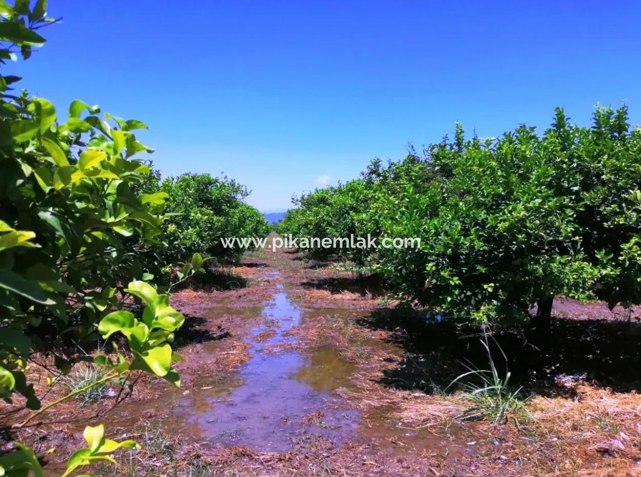 Lemon Garden For Sale Bargain Ortaca