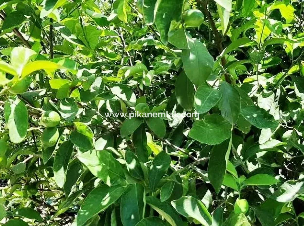 Lemon Garden For Sale In Yesilyurt Ta Oriya Opportunity