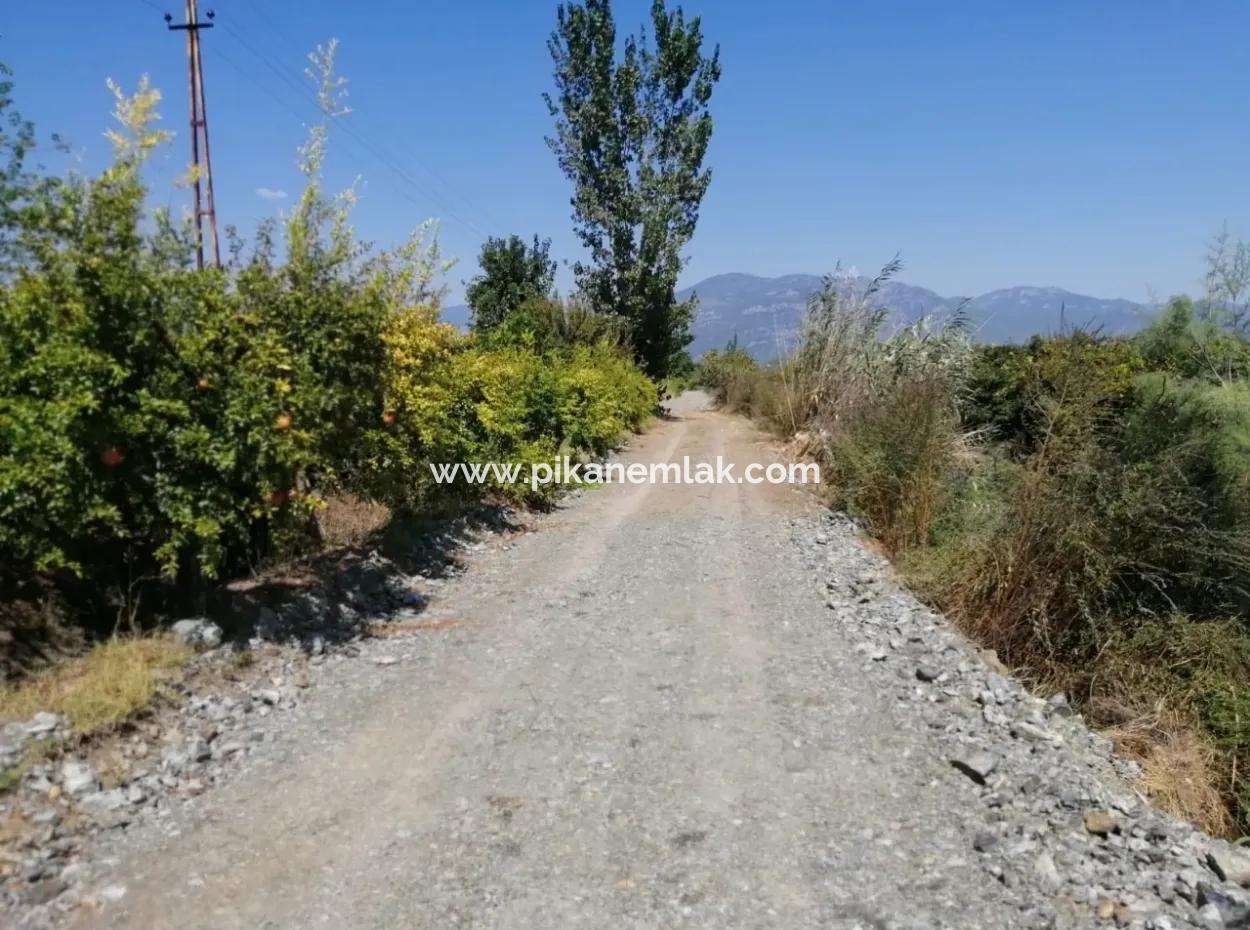 Pomegranate Garden For Sale In Mugla Ortaca Tepearasi