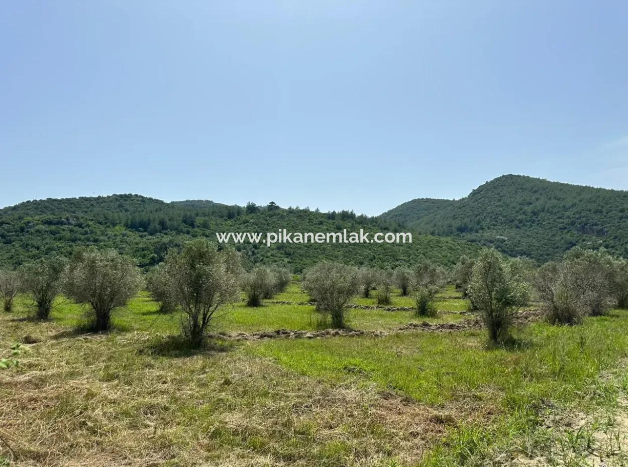 1644 M2, 250 M2 Construction Permit Land For Sale In Ortaca Fevziye