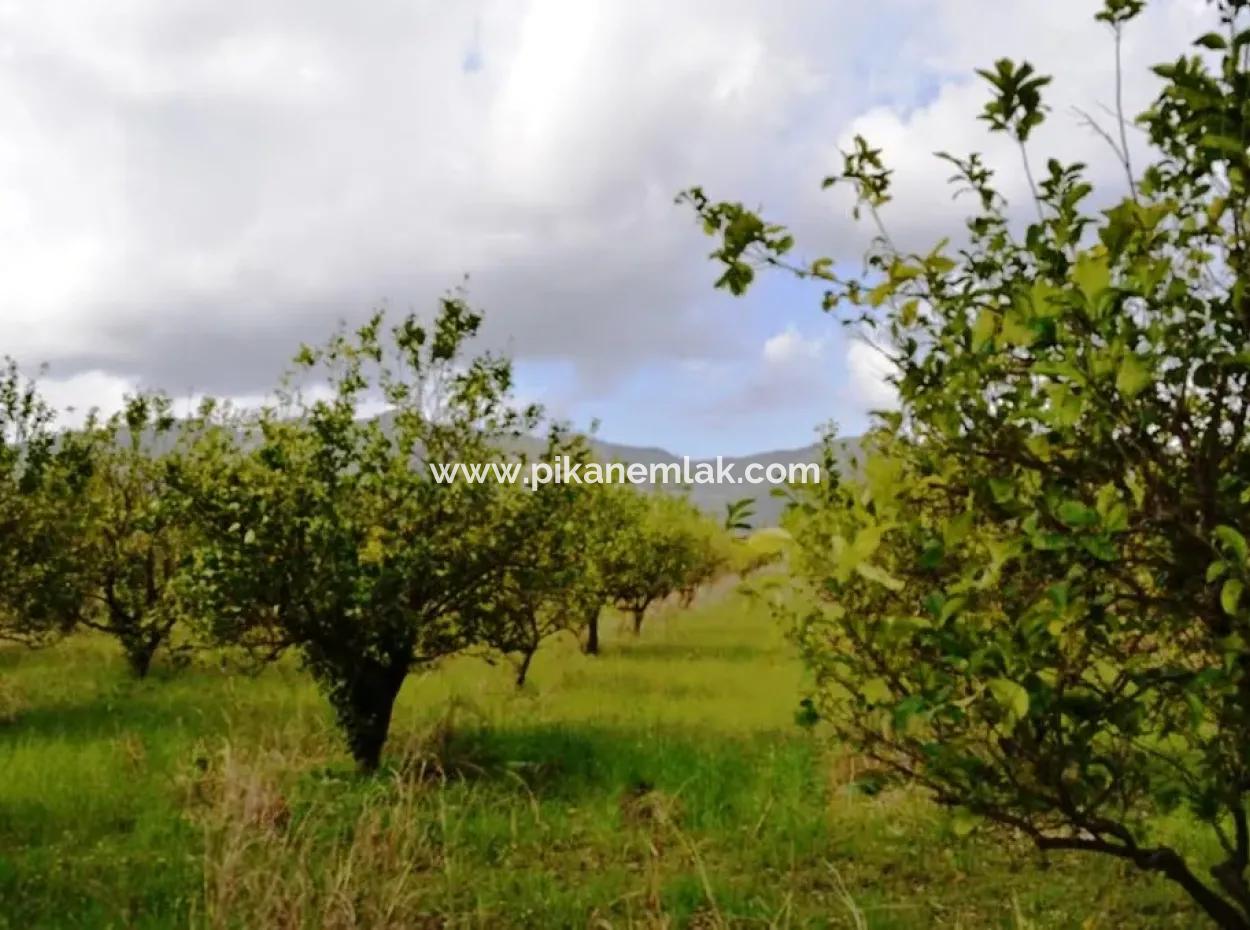 Ortaca Yerbelende Kelepir 1068 M2 Zoned Land For Sale, Suitable For Build And Sell