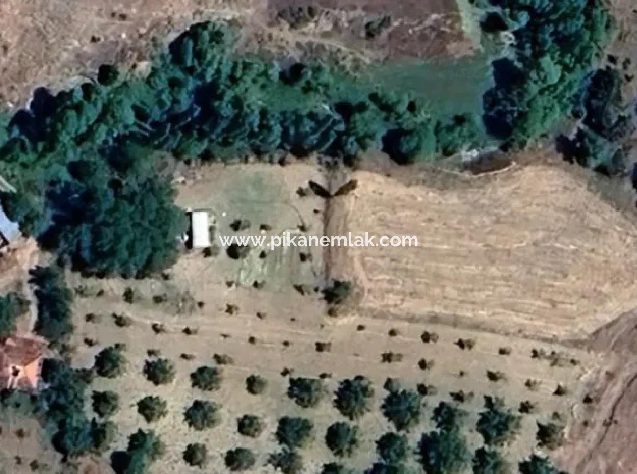 3500 M2 Zoned Walnut Orchard For Sale In Denizli Çameli Cevizli