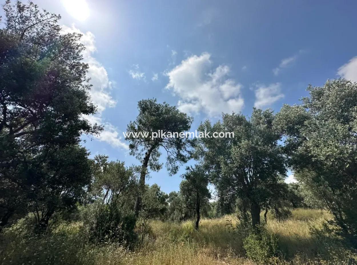 5 800 M2 Bargain Olive Grove With Sea View For Sale In Muğla Ortaca Fevziye