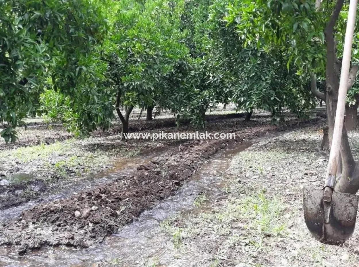 Garden For Sale In Köyceğiz Village