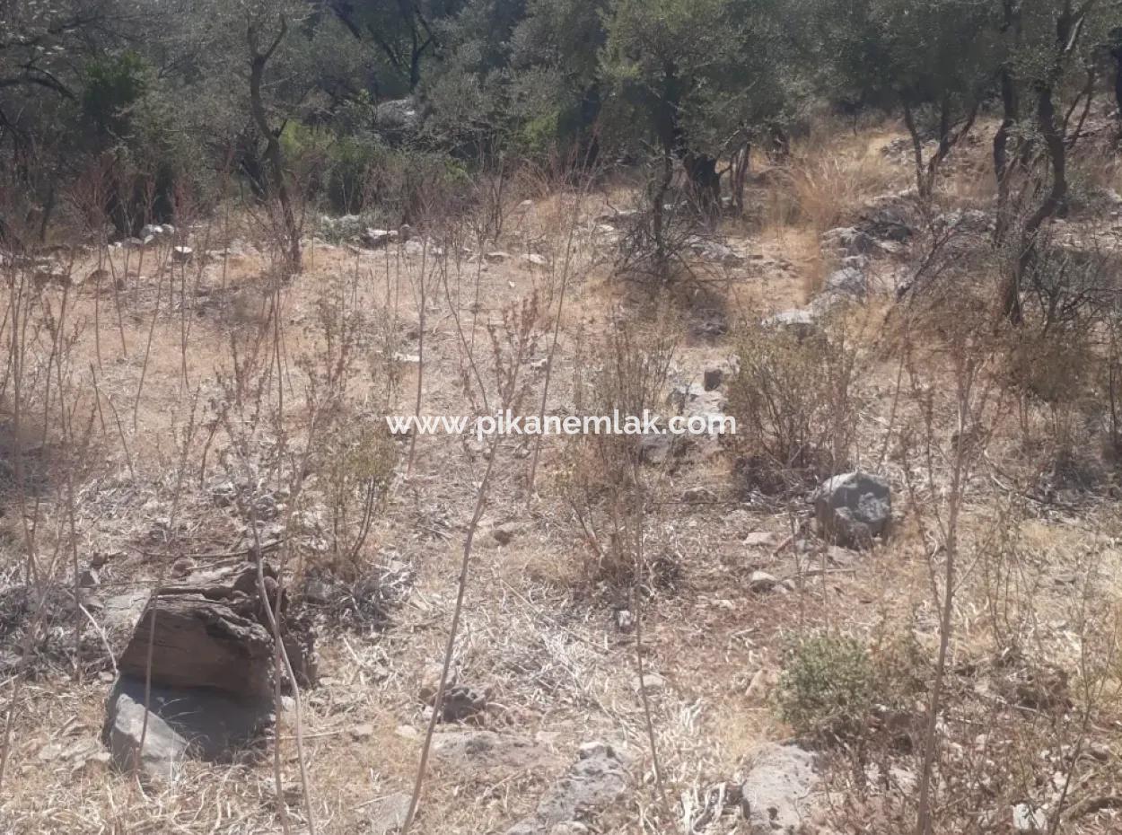 375 M2 Bargain Olive Grove In Nature In Dalamanda For Sale Or Car Swap