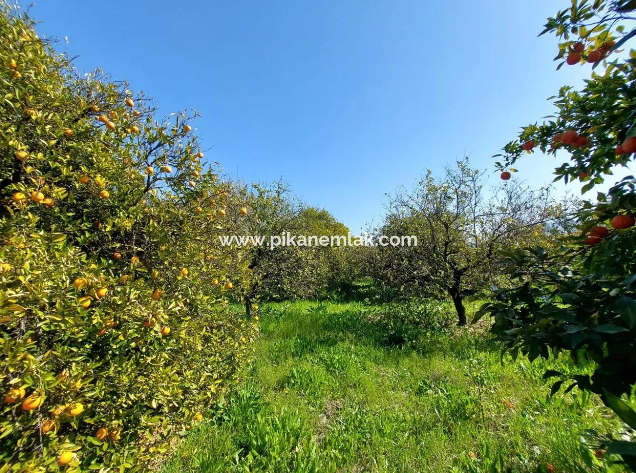 1 520 M2 Land Suitable For Investment For Sale In Ortaca Okçular