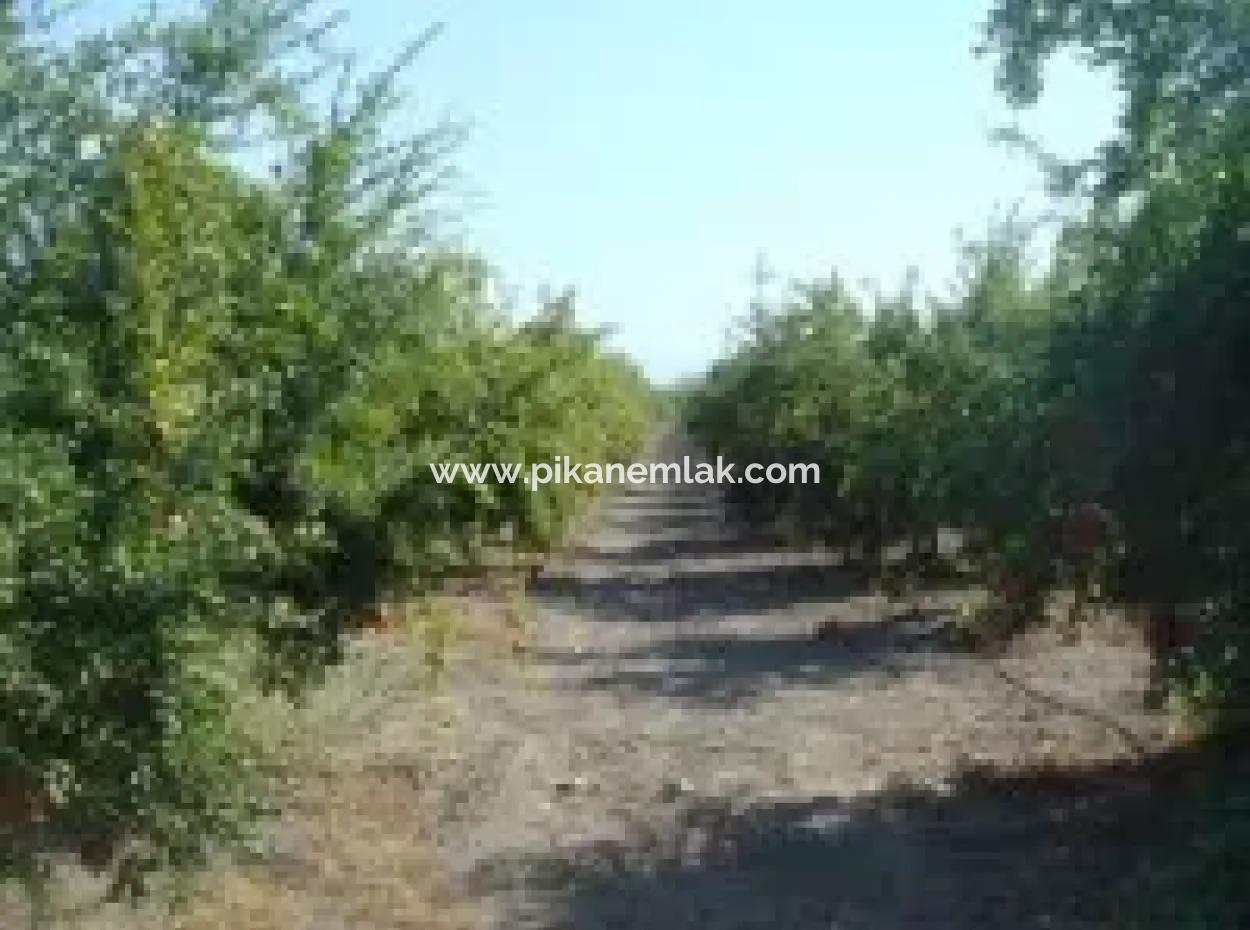 Ortaca, Mergenlide Detached 8.780 M2 Pomegranate Garden For Sale