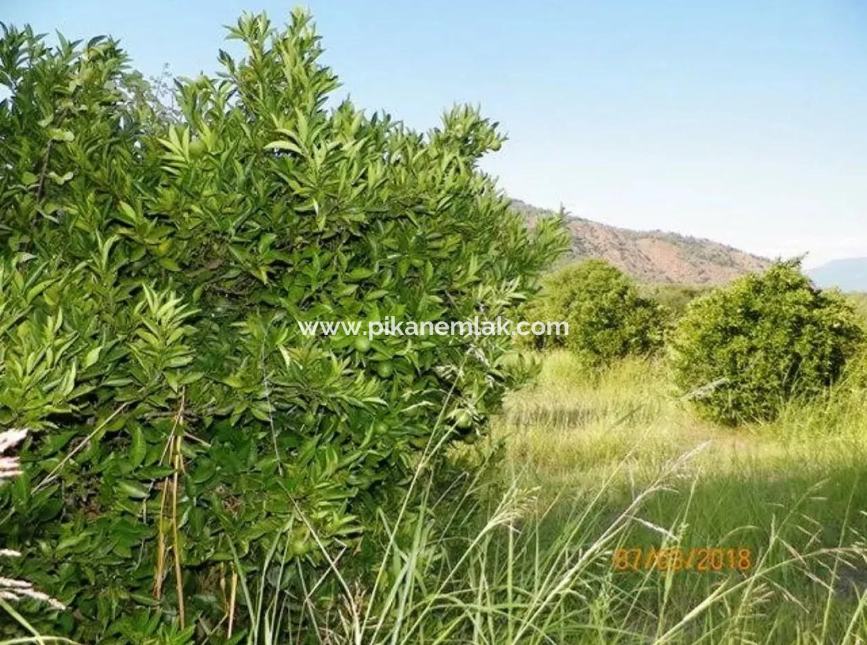 Citrus Garden For Sale In Köyceğiz Dogusbelen Bargain