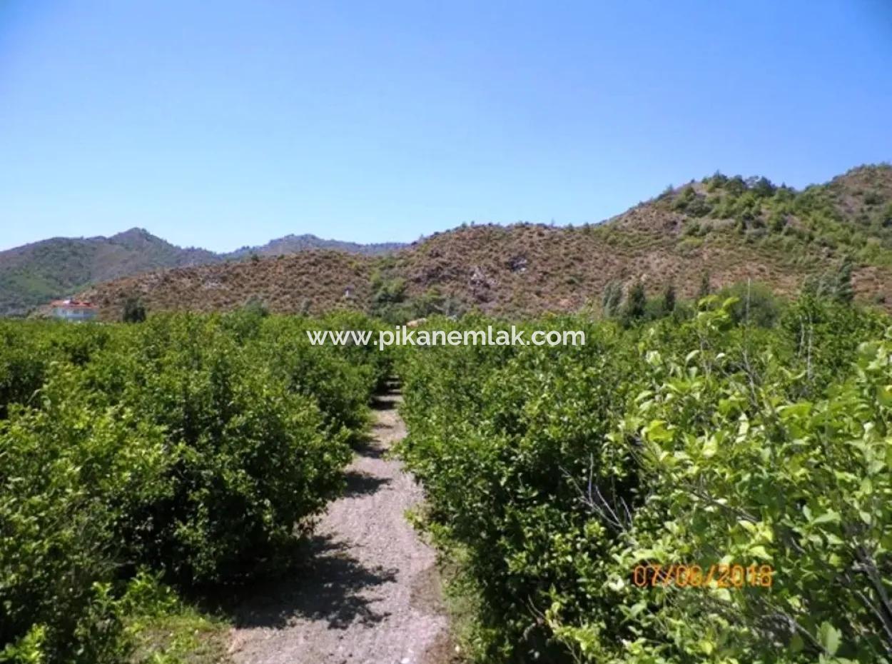 Lemon Garden For Sale In Dalaman Muğla Native Tasliburun 5 330 M2