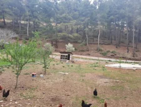 Köyceğinz Agla Yayla Opportunity 1050 M2 Zoning Land For Sale