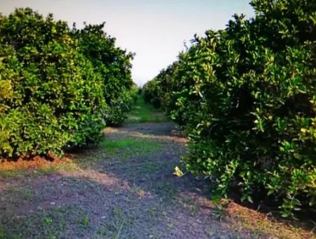 Citrus Garden For Sale In Köyceğiz Up Also, 29 000 M2