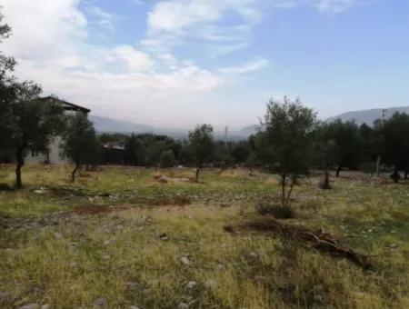 2788 M2 Field With Lake View For Sale In Mugla Köyceğiz Zeytinalanı