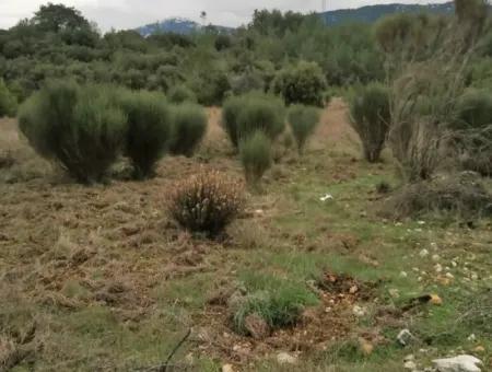 30949 M2 Fertile Field For Sale In Mugla Dalaman Gürleyik