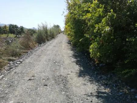 Pomegranate Garden For Sale In Mugla Ortaca Tepearasi