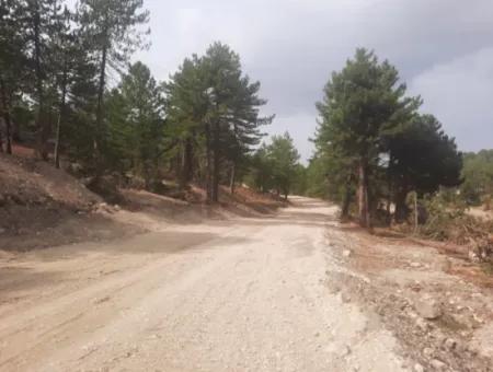 6 230 M2 Fertile Land For Rent In Çameli Cumaalanı