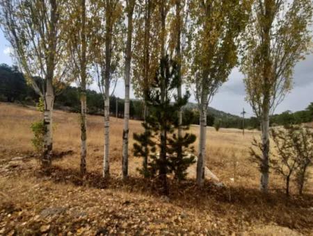 6 230 M2 Fertile Land For Rent In Çameli Cumaalanı