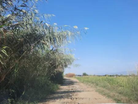 2 650 M2 Fertile Land For Sale In Köyceğiz Poplar