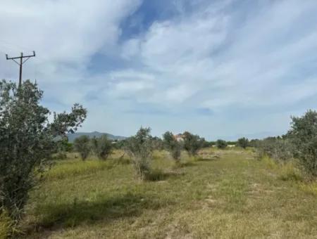 1644 M2, 250 M2 Construction Permit Land For Sale In Ortaca Fevziye