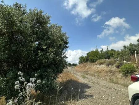 5 800 M2 Bargain Olive Grove With Sea View For Sale In Muğla Ortaca Fevziye