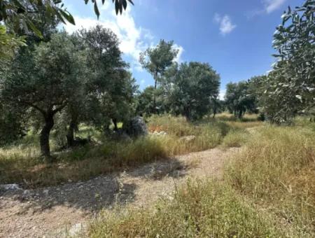 5 800 M2 Bargain Olive Grove With Sea View For Sale In Muğla Ortaca Fevziye