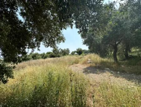 5 800 M2 Bargain Olive Grove With Sea View For Sale In Muğla Ortaca Fevziye